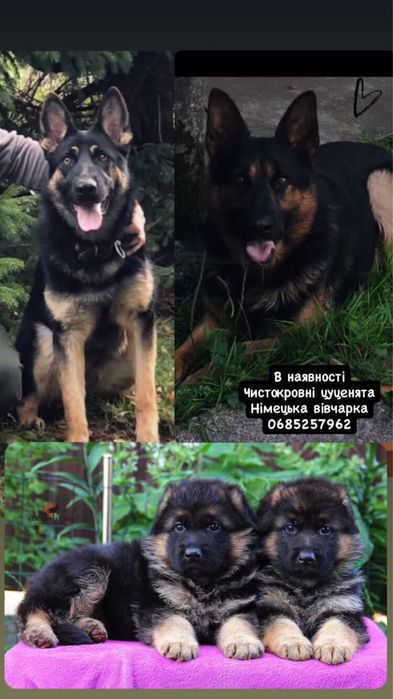 Німецька Вівчарка