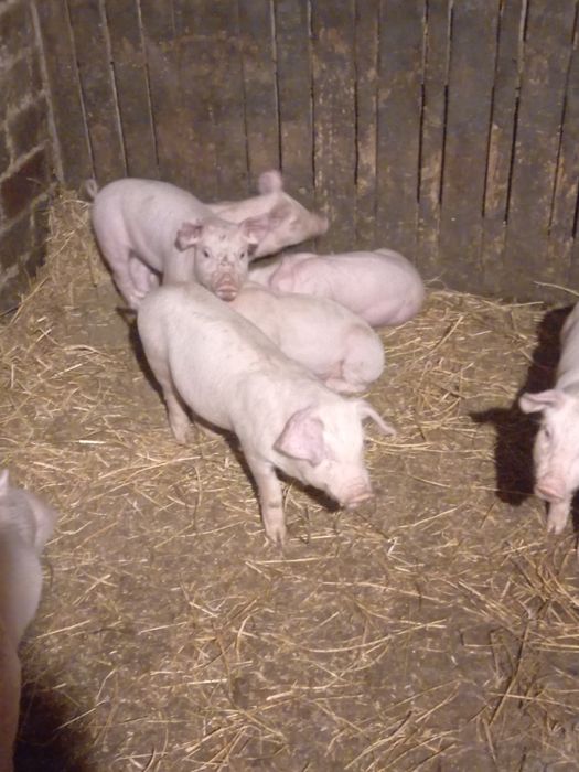 Продам малих поросят  1,5 місяців