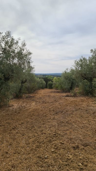 Terreno em valhascos Sardoal