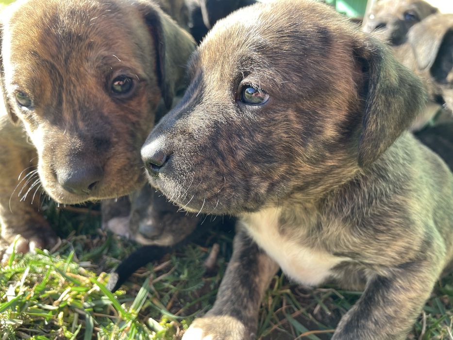 щенята підбуля