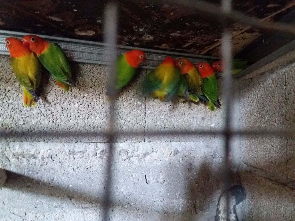Agapornis Opalinos yellou face  opalinos azuis  verdes  portadores