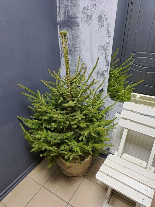 Ялинка Топ! Новорічна