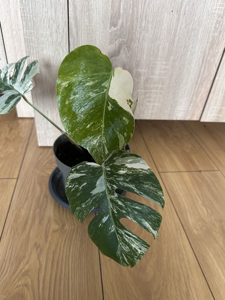 TYLKO ODBIÓR OSOBISTY! Monstera Variegata 3 listna