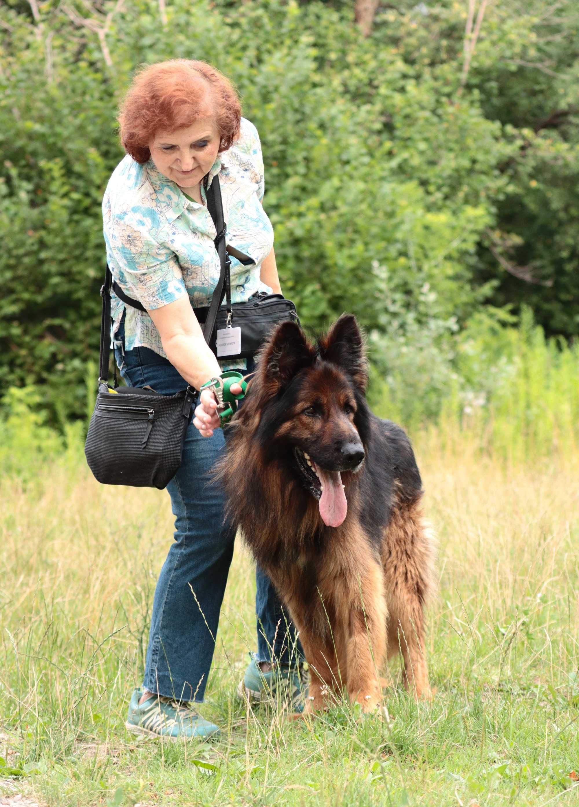 Piękny owczarek długowłosy do adopcji