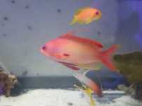 Akwarium morskie Pseudanthias squamipinis