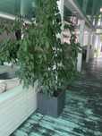 В продаже фикусы (вместе с горшками). В наличии 3шт
