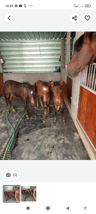 Venda de cavalos