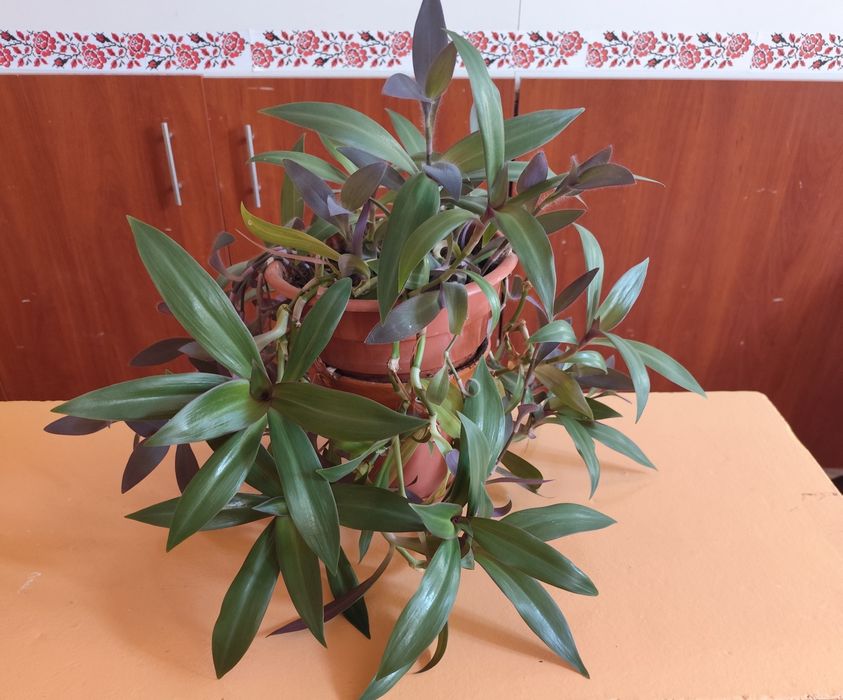 Сансевьерия. Хоста. Алое. Лилия белая