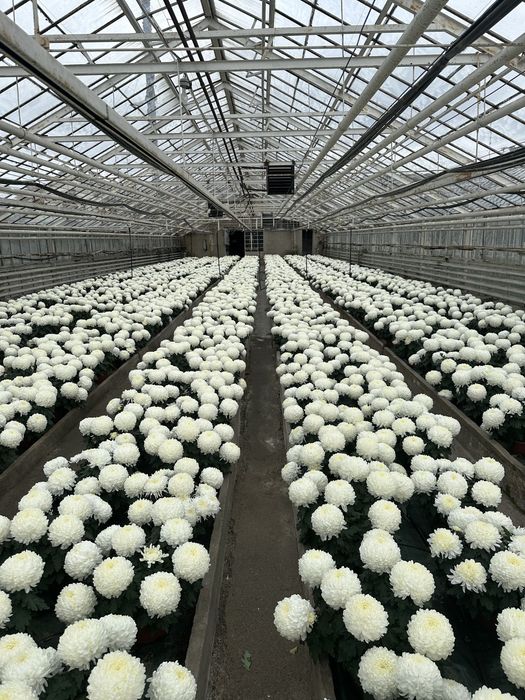 Sprzedam chryzantemy