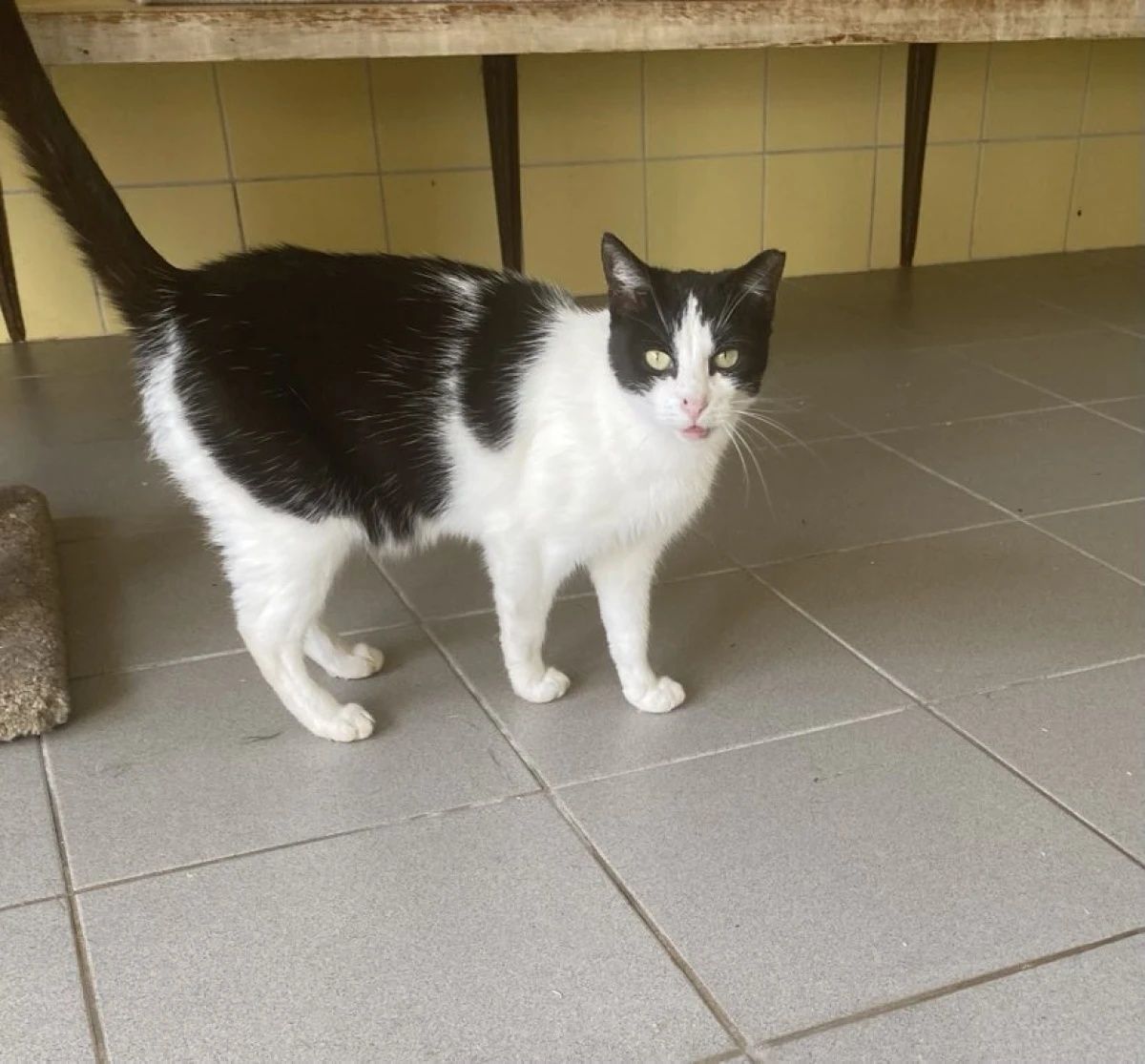Kotka Molly od 5lat do adopcji!!!