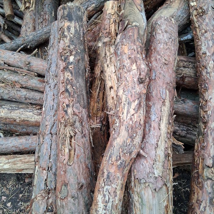 Drzewo Sosna opałowe