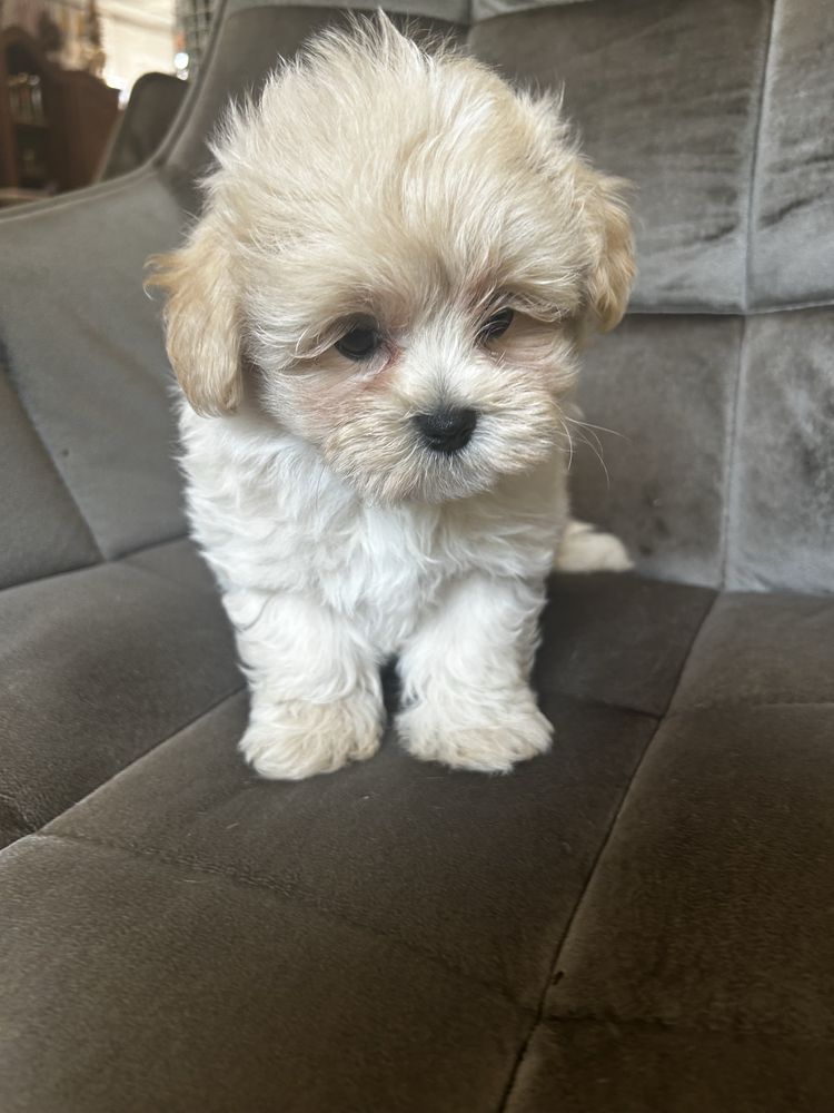 Maltipoo śliczny piesek