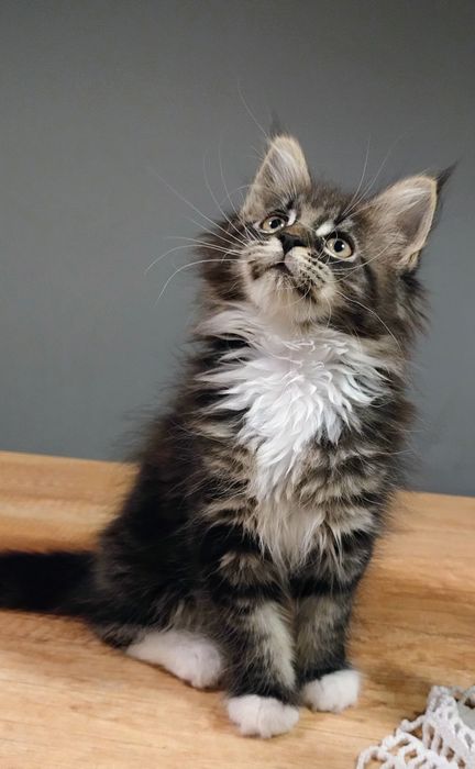 Diuna piękna dziewczyna do hodowli