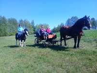 Klacze zaprzęgowe,zaźrebione,do agroturystyki