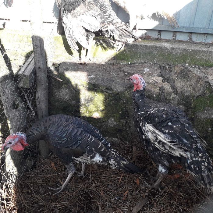 Perus machos e femeas