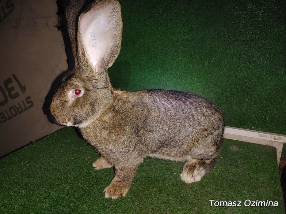 Belgijski Olbrzym z 31 grudnia 2024