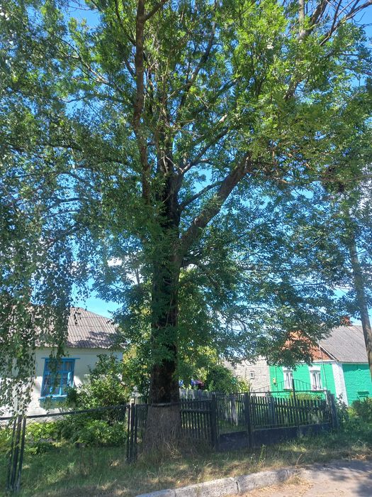 Ясен під спил великий