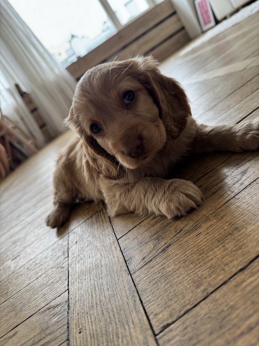 Маленькі цуцики спаніеля . Дітки з документами