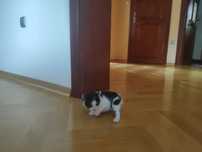 Kotki do adopcji kocury