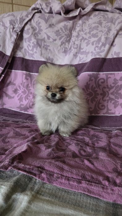 Шпиц девочка  мини