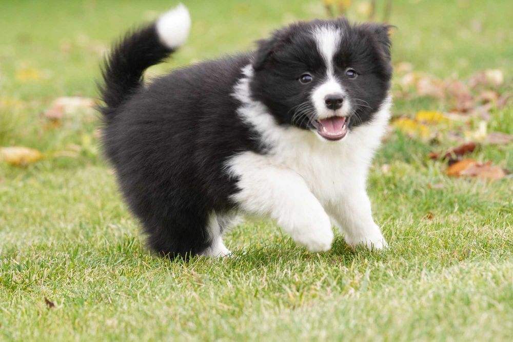 Border Collie  suczka ZKwP/FCI