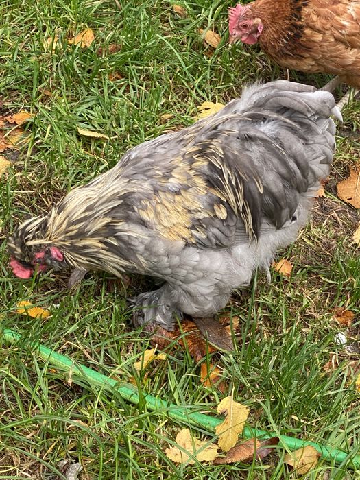 Kogut mix karzełek-silka