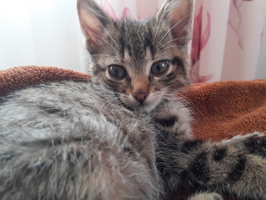 Szara kotka za darmo