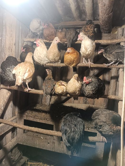 Koguty mieszance z 2025r