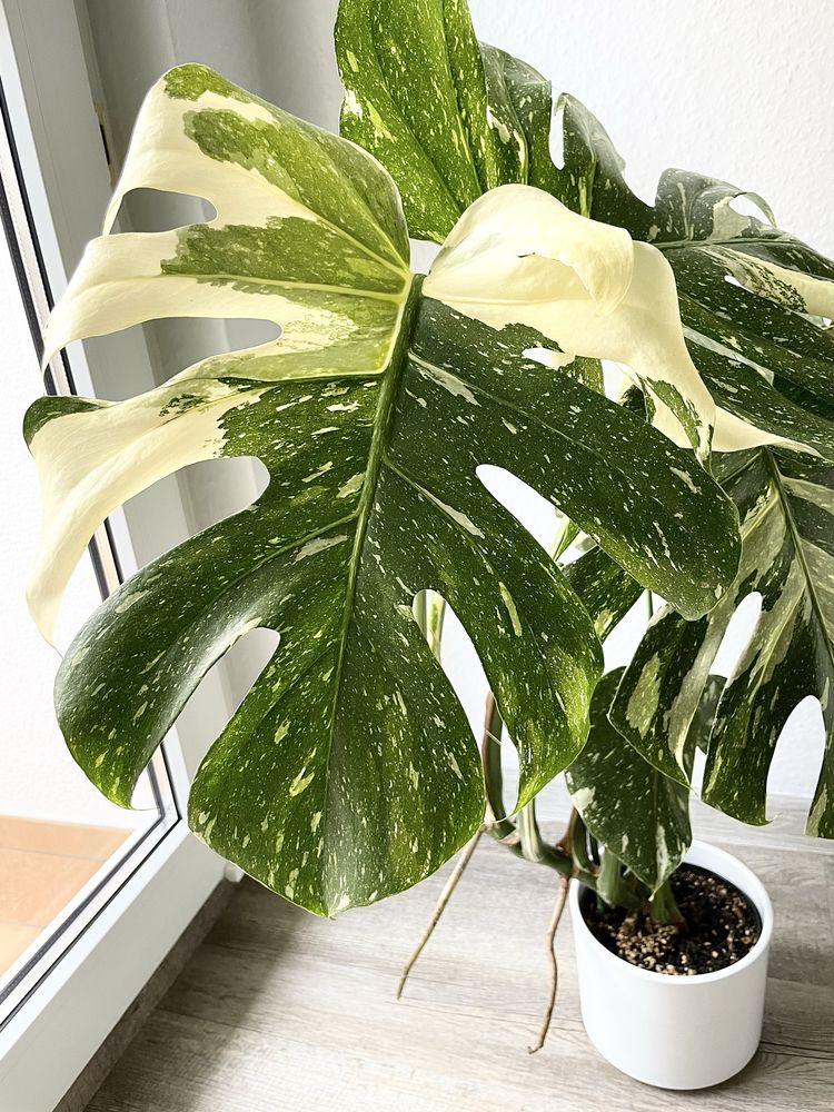 Monstera  Thai Constellation ( 1 )