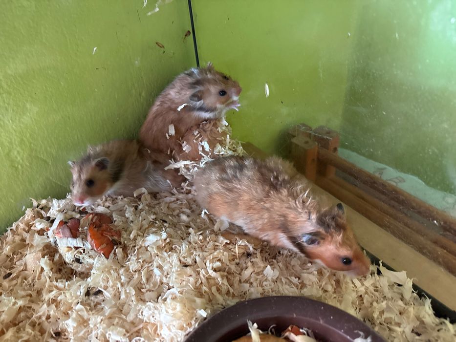 Chomiki syryjskie !
