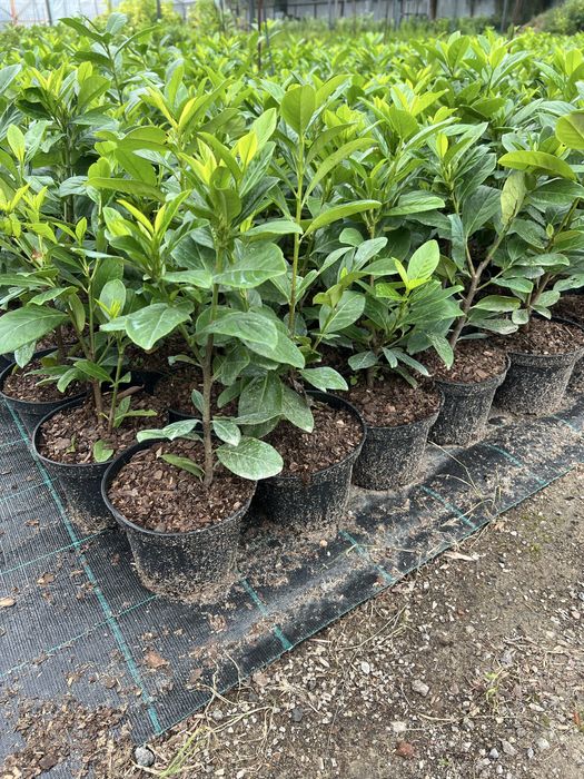 Tuja thuja szmaragd