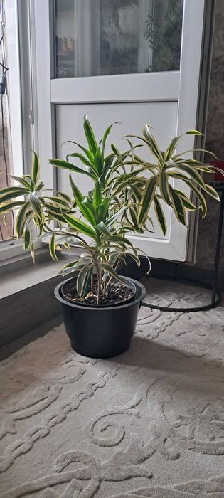 Драцена reflexa Шеффлера