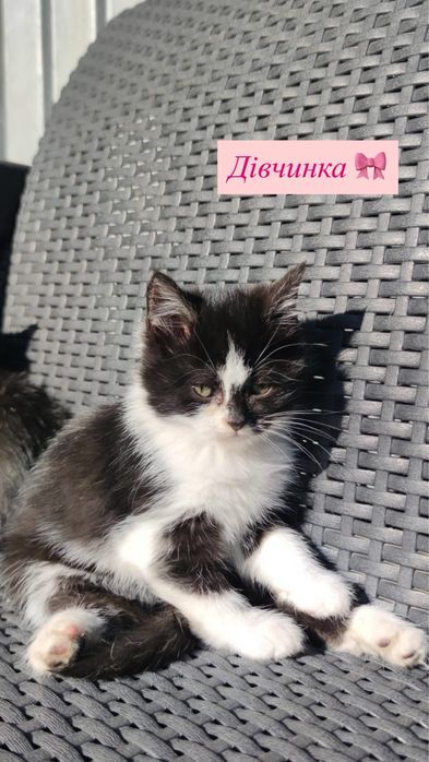 Кошенята, 1,5 місяця, викинуті просто на вулицю(
