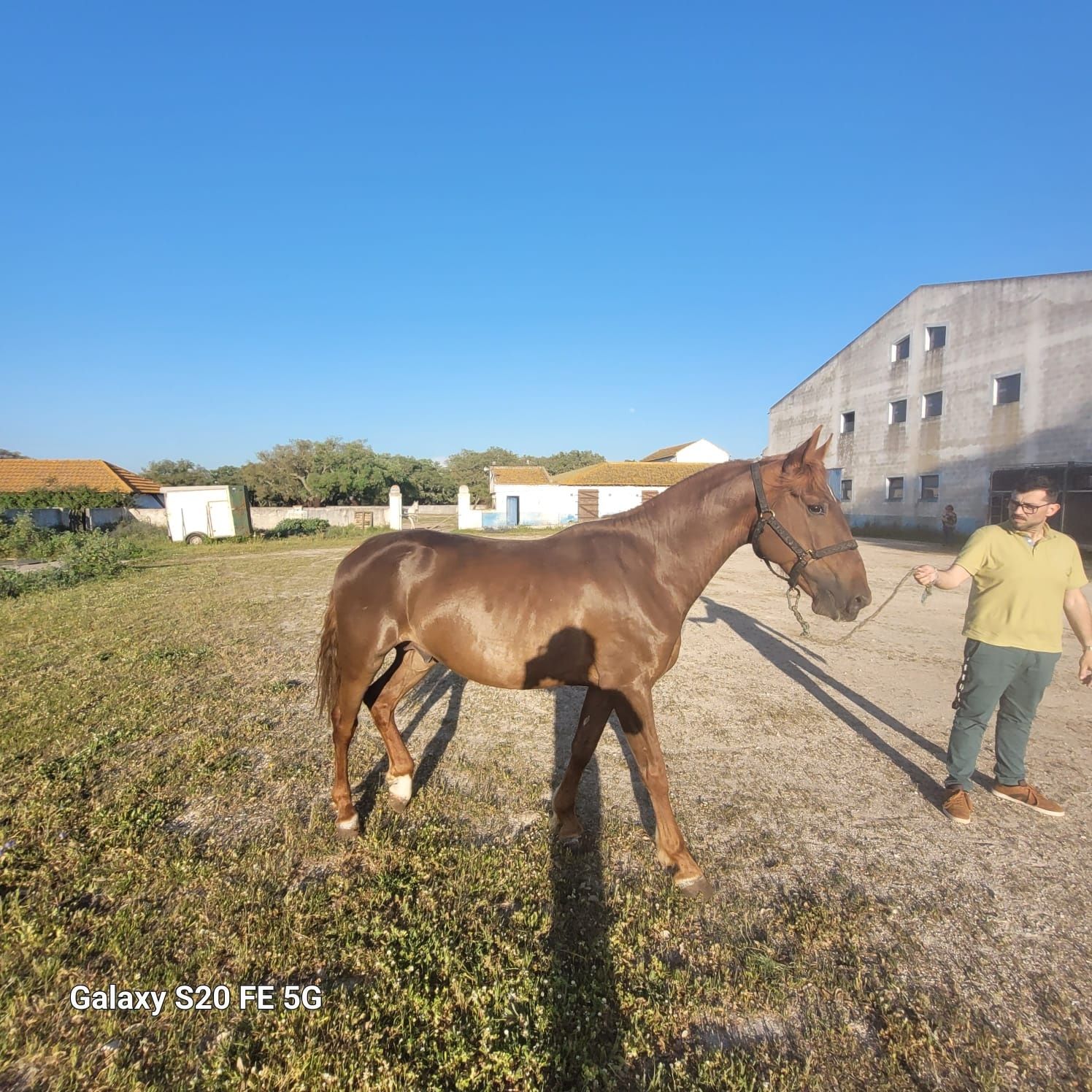 Vende-se Cavalo Lasão