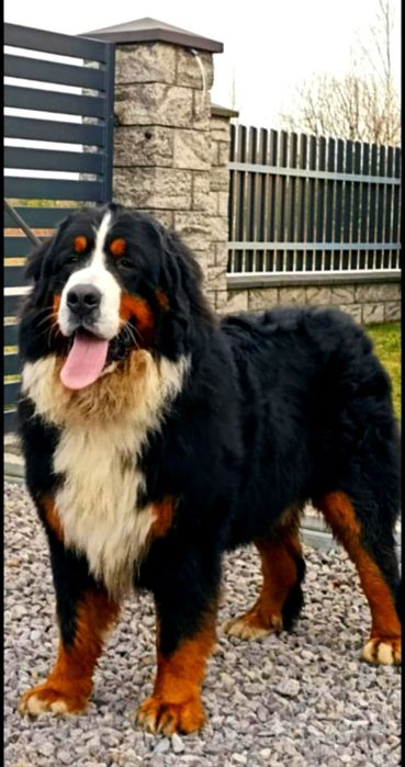 Berneński Pies Pasterski
