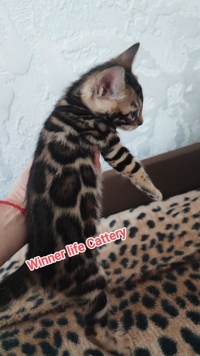 Бенгали шоу класу в улюбленці!