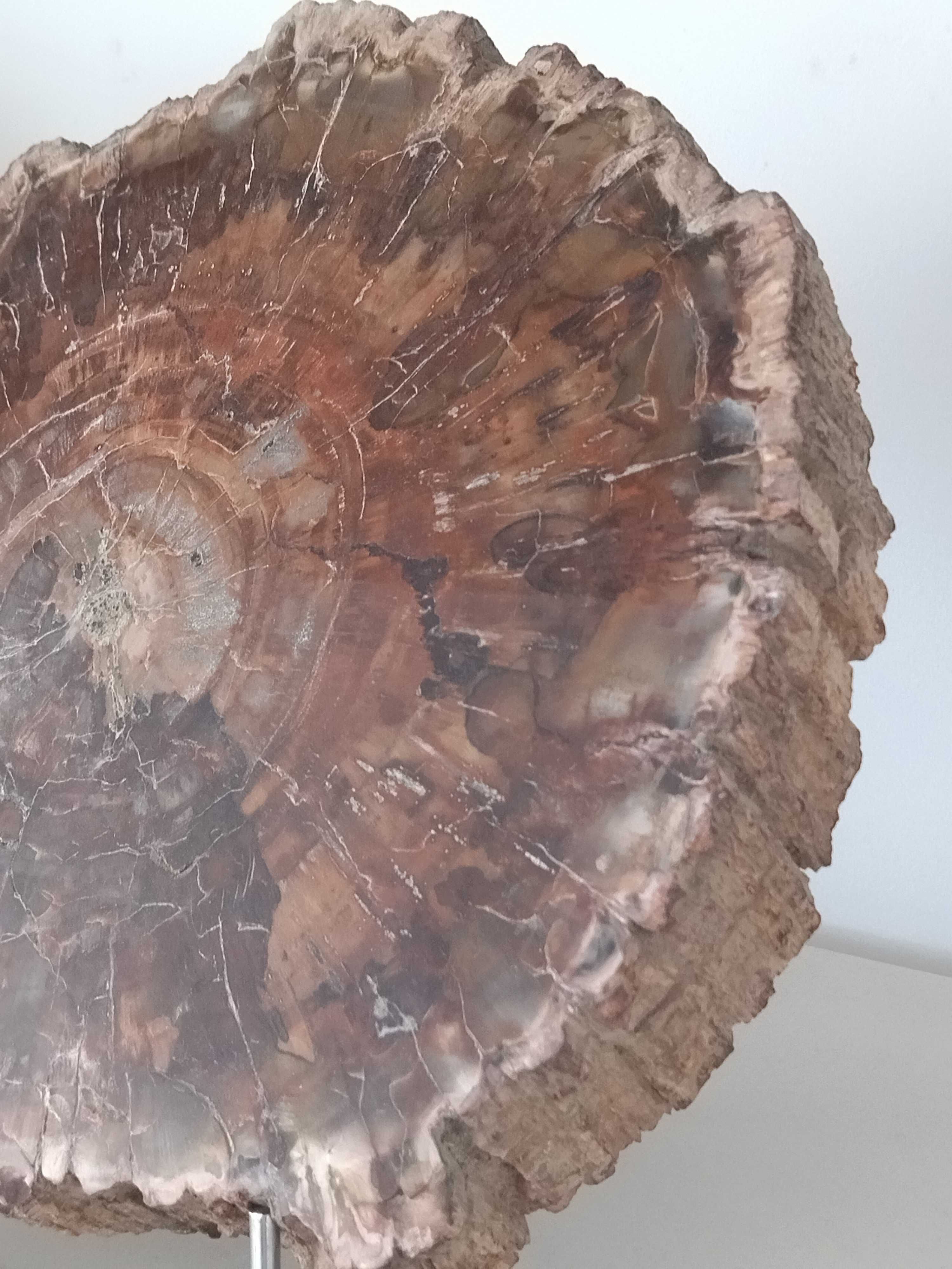 Madeira Fóssil Milhões de anos Madagascar