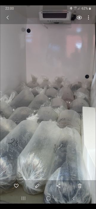 Kroczek Karp 2-3/kg  inne Amur Tołpyga  Jesiotr Węgorz Karaś pospolity