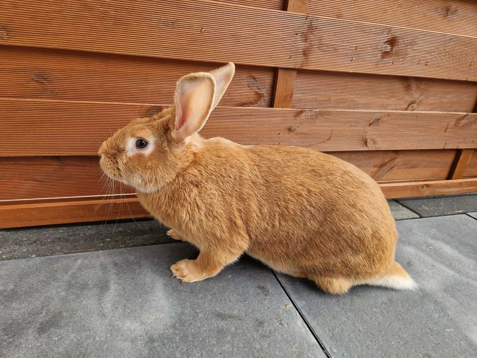 burgundzkie burgundy burgund królik króliki samica