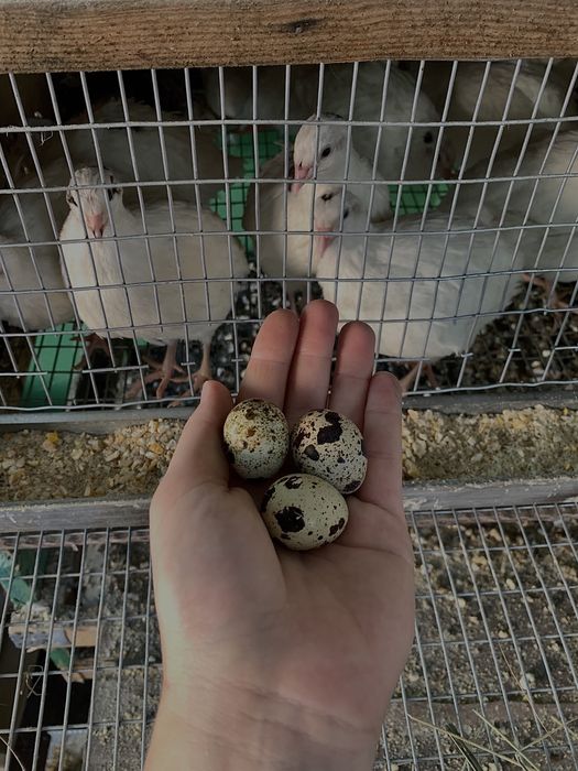 Інкубаційні яйця перепілки инкубационные яйца