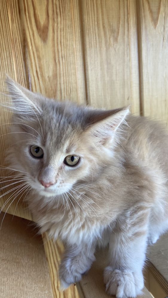 Кошеня Блонда, 2,5 міс, мейнкун, 5500 грн