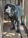 Szczeniak Shar Pei blekitny , mix- samiec, 10 ty, oddam