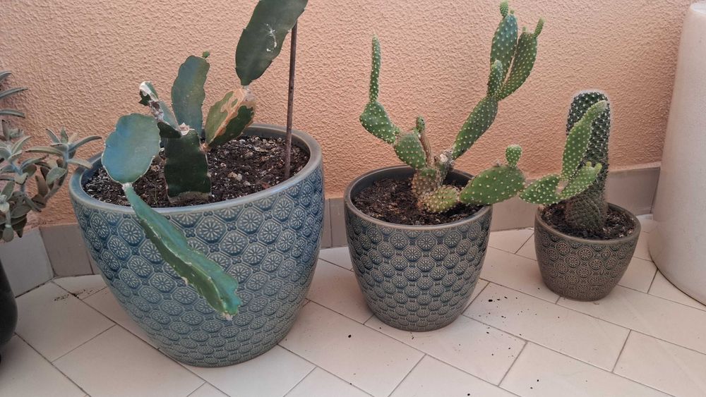 Conjunto 3 vasos com cacto