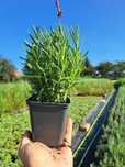 Lawenda Sadzonki Hidcote Blue Strain P9