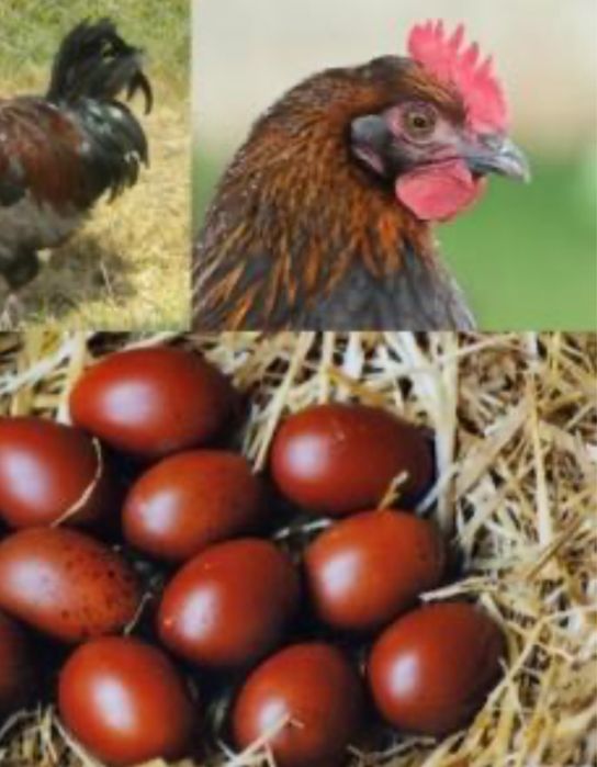 Ovos castanhos de raça maran