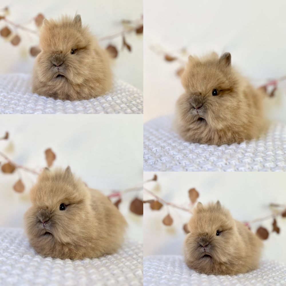 Króliczki Karzełki Teddy waga 800gram-1kg Mini lop Gotowe do odbioru
