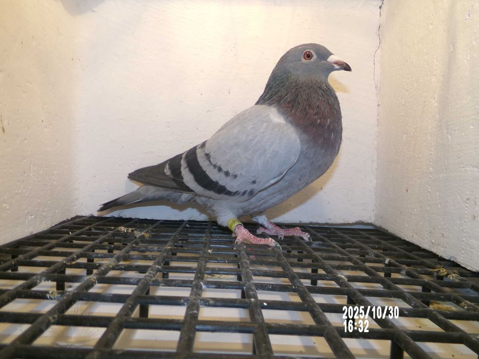 Gołębie pocztowe Karol PASZEK 808 inbredy