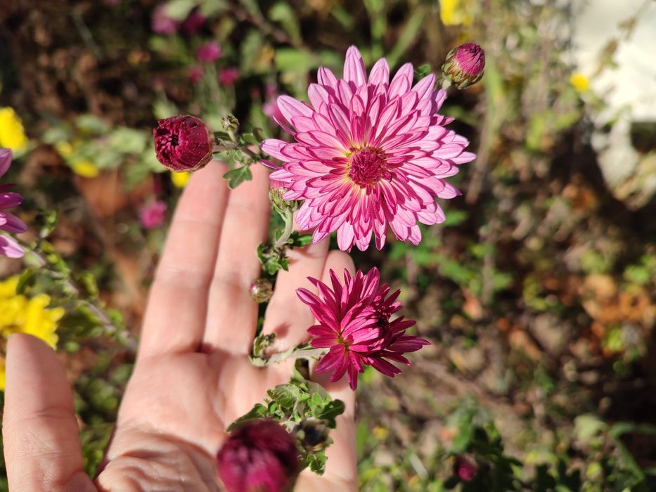 Хризантеми - високі, мультифлори, кущові, букетні