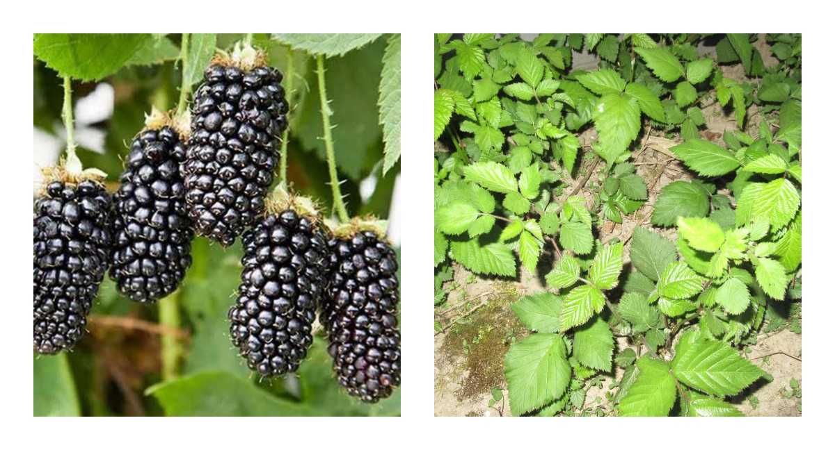 Jeżyna bezkolcowa Rubus fruticosus sadzonka