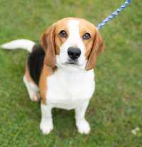 3 letnia sunia w typie beagle szuka domek